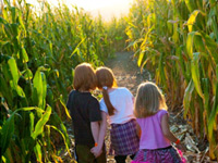 Giant 3-Acre Corn Maze