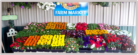 Flowers at Trunnell's Farm Market (Utica, Kentucky)